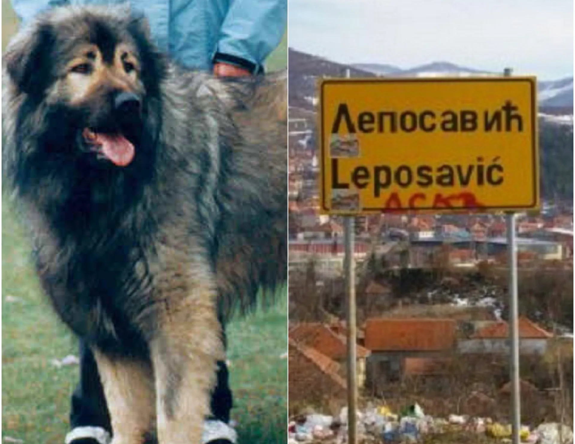 E papritur: Qeni i Sharrit ka origjinën nga Leposaviqi